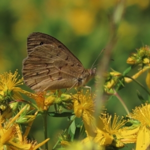 Hypericum perforatum at Red Hill Nature Reserve - 4 Dec 2022 09:47 AM