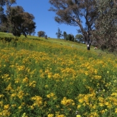 Hypericum perforatum at Red Hill Nature Reserve - 4 Dec 2022 09:47 AM