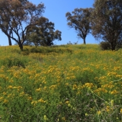 Hypericum perforatum at Red Hill Nature Reserve - 4 Dec 2022 09:47 AM