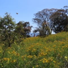 Hypericum perforatum at Red Hill Nature Reserve - 4 Dec 2022 09:47 AM