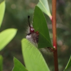 Orgyia anartoides at Jerrawangala National Park - 16 Apr 2024 11:44 AM