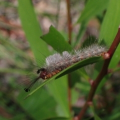 Orgyia anartoides at Jerrawangala National Park - 16 Apr 2024