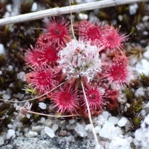 Drosera pygmaea at Jervis Bay National Park - 16 Apr 2024