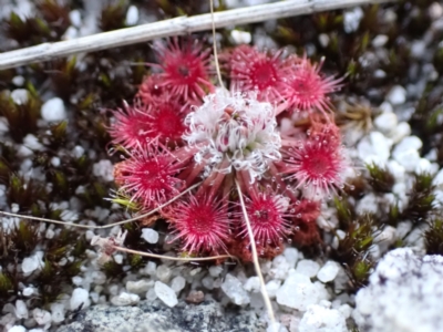 Drosera pygmaea (Tiny Sundew) at Jervis Bay National Park - 16 Apr 2024 by AnneG1