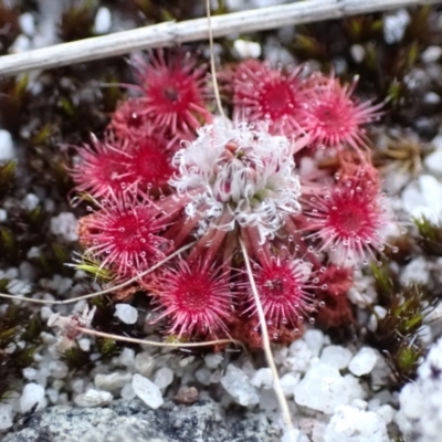 Drosera pygmaea (Tiny Sundew) at Vincentia, NSW - 16 Apr 2024 by AnneG1