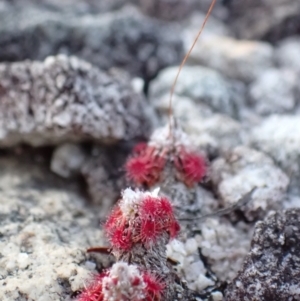 Drosera pygmaea at Jervis Bay National Park - 16 Apr 2024