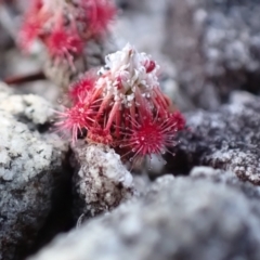 Drosera pygmaea at Jervis Bay National Park - 16 Apr 2024 06:16 PM
