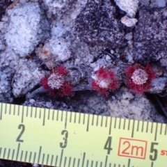 Drosera pygmaea at Jervis Bay National Park - 16 Apr 2024