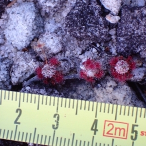 Drosera pygmaea at Jervis Bay National Park - 16 Apr 2024