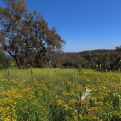 Hirschfeldia incana (Buchan Weed) at Red Hill Nature Reserve - 4 Dec 2022 by AndyRoo