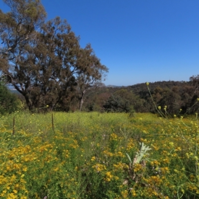 Hirschfeldia incana (Buchan Weed) at Red Hill Nature Reserve - 3 Dec 2022 by AndyRoo