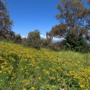 Hirschfeldia incana at Red Hill Nature Reserve - 4 Dec 2022