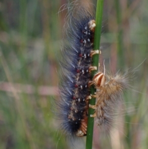 Anthela ocellata at Vincentia, NSW - 18 Apr 2024