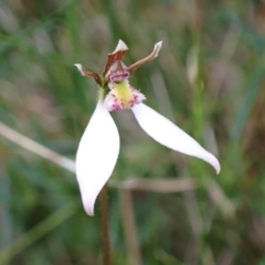 Eriochilus cucullatus at Vincentia, NSW - 18 Apr 2024 by AnneG1