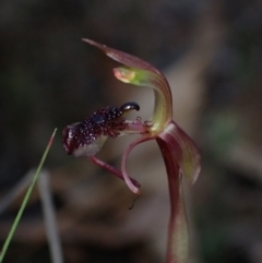 Chiloglottis reflexa (Short-clubbed Wasp Orchid) at Mount Jerrabomberra QP - 15 Apr 2024 by AnneG1