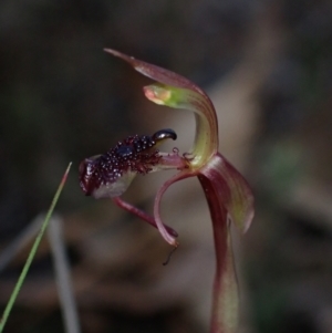 Chiloglottis reflexa at QPRC LGA - 15 Apr 2024