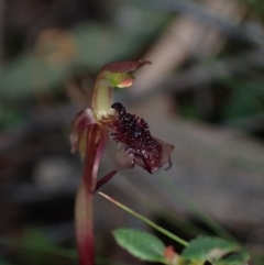 Chiloglottis reflexa at QPRC LGA - 15 Apr 2024