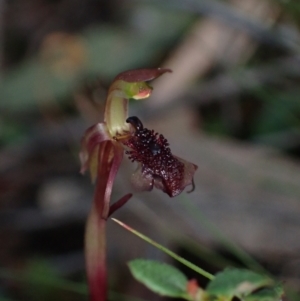 Chiloglottis reflexa at QPRC LGA - suppressed