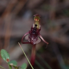 Chiloglottis reflexa at QPRC LGA - 15 Apr 2024