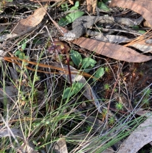 Chiloglottis reflexa at QPRC LGA - 15 Apr 2024