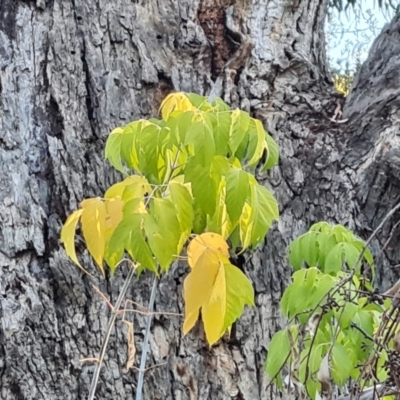 Acer negundo (Box Elder) at Isaacs Ridge - 19 Apr 2024 by Mike