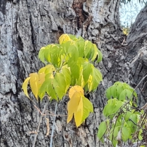 Acer negundo (Box Elder) at Isaacs Ridge and Nearby by Mike
