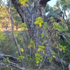 Acer negundo at Isaacs Ridge - 19 Apr 2024