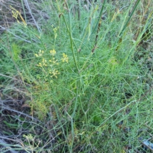 Foeniculum vulgare at Isaacs Ridge and Nearby - 19 Apr 2024 04:26 PM