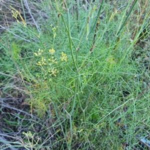 Foeniculum vulgare at Isaacs Ridge and Nearby - 19 Apr 2024