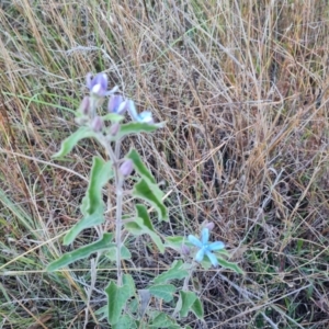 Oxypetalum coeruleum (Tweedia or Southern Star) at Isaacs Ridge and Nearby by Mike