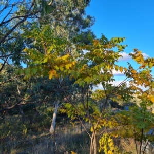 Koelreuteria paniculata (Golden Rain Tree) at Isaacs Ridge and Nearby by Mike