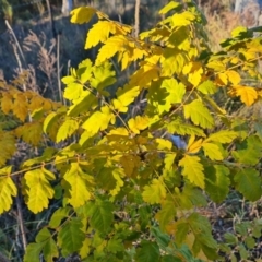 Koelreuteria paniculata at Isaacs Ridge and Nearby - 19 Apr 2024 04:23 PM