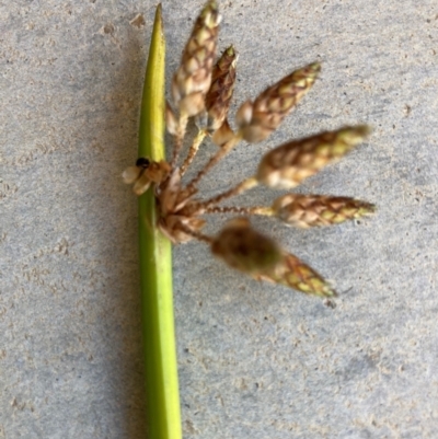 Schoenoplectiella mucronata (A Sedge) at Dickson, ACT - 19 Apr 2024 by icrawford@iinet.net.au