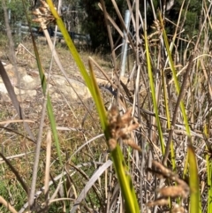 Schoenoplectiella mucronata at Dickson, ACT - 19 Apr 2024