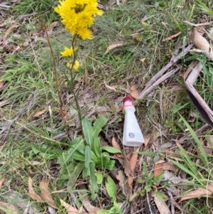 Podolepis hieracioides at Namadgi National Park - 10 Feb 2024