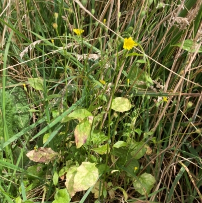 Lapsana communis subsp. communis (Nipplewort) at Rendezvous Creek, ACT - 10 Feb 2024 by icrawford@iinet.net.au