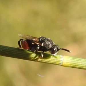 Chalcididae (family) at Lions Youth Haven - Westwood Farm A.C.T. - 19 Apr 2024