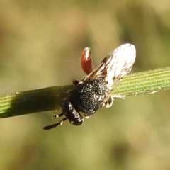 Chalcididae (family) at Lions Youth Haven - Westwood Farm A.C.T. - 19 Apr 2024