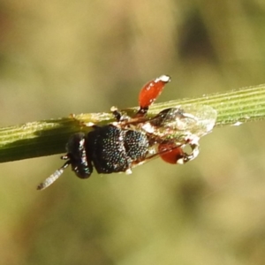 Chalcididae (family) at Lions Youth Haven - Westwood Farm A.C.T. - 19 Apr 2024