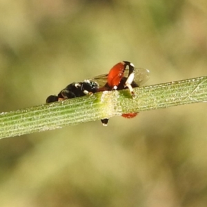 Chalcididae (family) at Lions Youth Haven - Westwood Farm A.C.T. - 19 Apr 2024