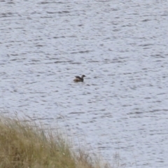 Tachybaptus novaehollandiae at Tharwa, ACT - 19 Apr 2024