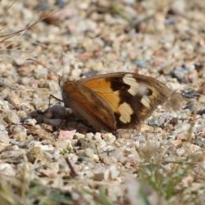 Heteronympha merope at Tharwa, ACT - 19 Apr 2024 01:17 PM