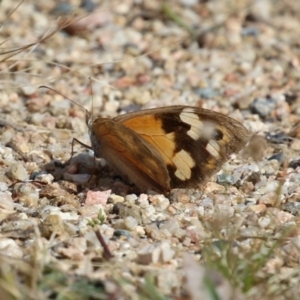 Heteronympha merope (Common Brown Butterfly) at Tharwa, ACT by RodDeb