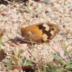 Heteronympha merope at Tharwa, ACT - 19 Apr 2024 01:17 PM