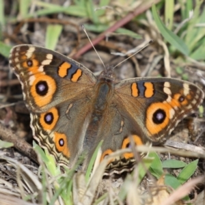 Junonia villida at Tharwa, ACT - 19 Apr 2024