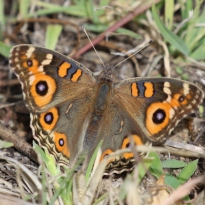 Junonia villida (Meadow Argus) at Tharwa, ACT - 19 Apr 2024 by RodDeb