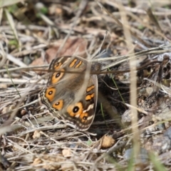 Junonia villida at Tharwa, ACT - 19 Apr 2024