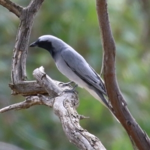 Coracina novaehollandiae at Tharwa, ACT - 19 Apr 2024