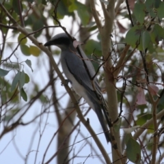 Coracina novaehollandiae at Tharwa, ACT - 19 Apr 2024