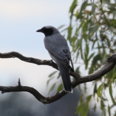 Coracina novaehollandiae at Tharwa, ACT - 19 Apr 2024